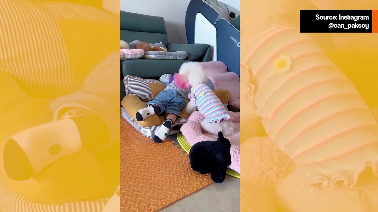 Video suloinen koira hoivaamassa vauvan unta on päivän suloisin asia