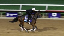 Breeders' Cup Race 7 Analysis: Key Horses and Strategies
