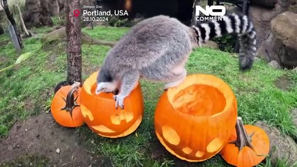 No Comment:  Στο ζωολογικό κήπο, τα ζώα παίρνουν κολοκύθες για το Χαλογουίν