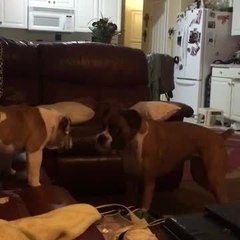 Dogs Happily Run Around And Play With Each Other