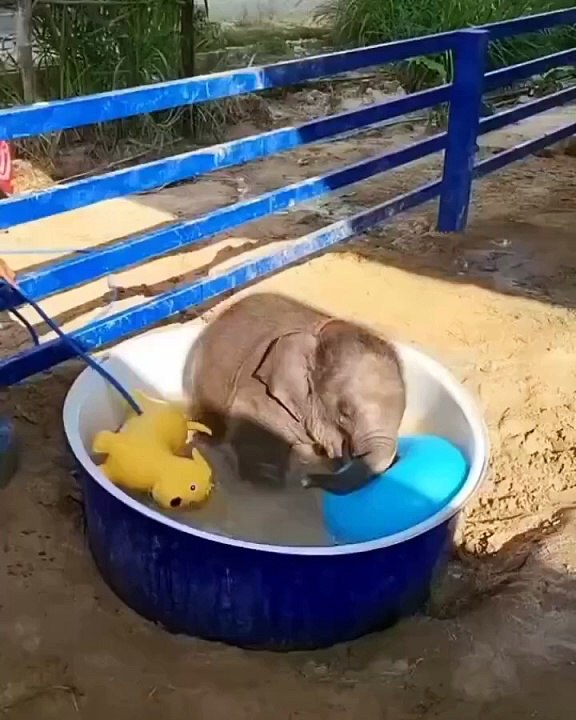 Baby elephant making room for its favourite toy