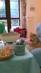 gatinhos concorrentes de refeição kkk