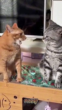 Cute and funny ANIMALS - Videos Сompilation