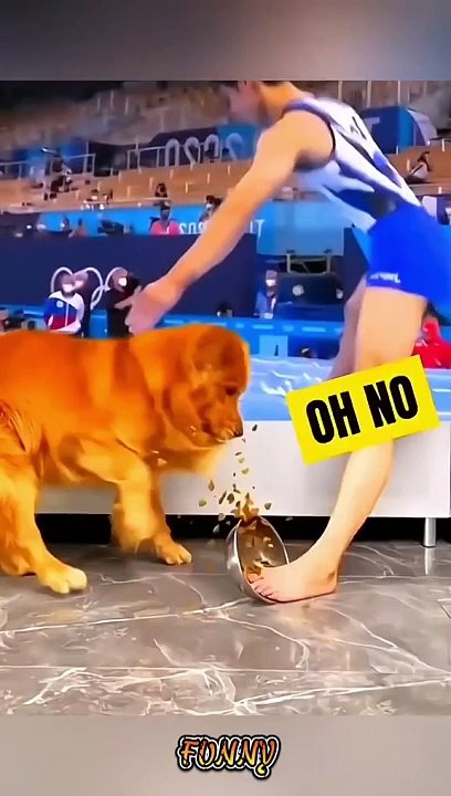 BEST FUNNY CATS AND DOGS - Try Not To Laugh Funny