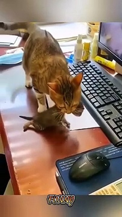 The most popular compilations from Cute Kittens