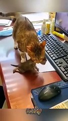 The most popular compilations from Cute Kittens