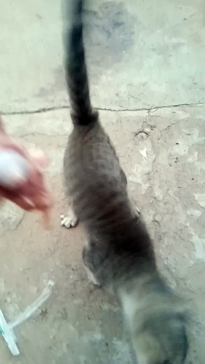 Kitten