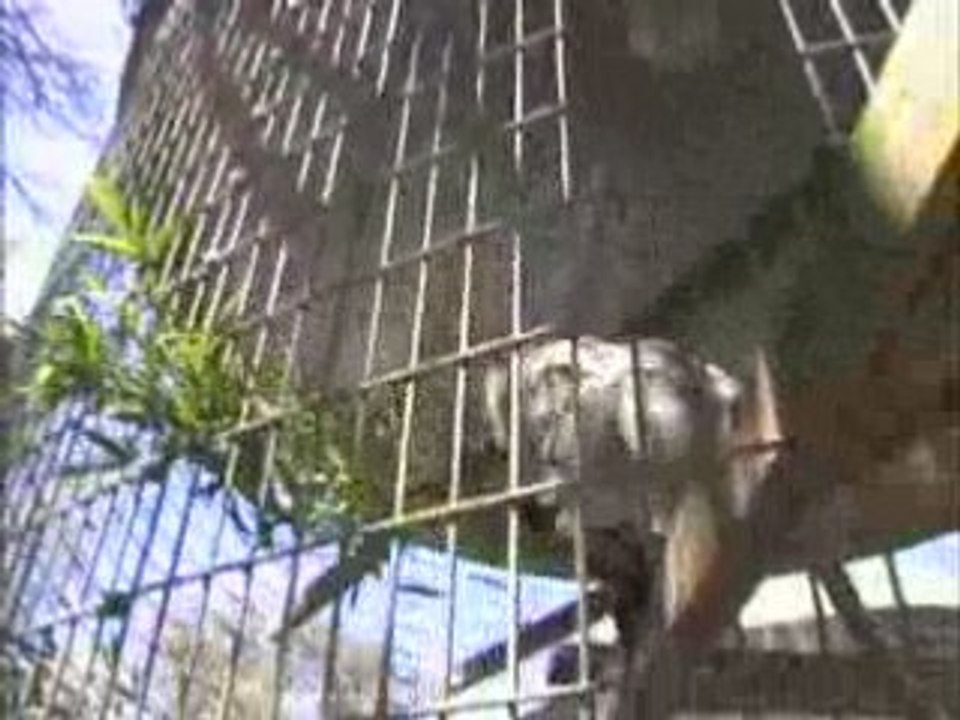 Langur & Colobus Monkeys