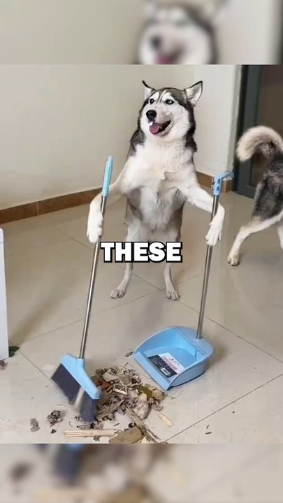 RESPONSIBLE DOGS! #animalstories #pets #dogs #funny #cute #cuteanimals