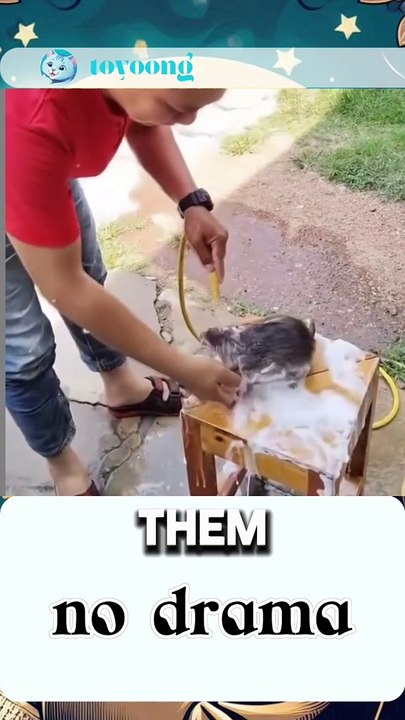 No drama when go bath #pet