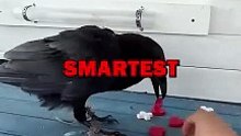 CROW PLAYING TIC TAC TOE! #animalstories #pets #funny #crow #animals #cute