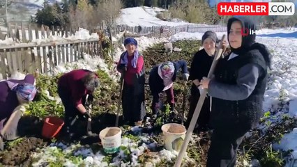 Artvin'de Erken Yağan Kar Patates Hasadını Zora Soktu