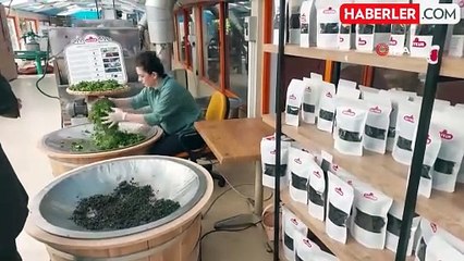 ÇAYKUR'un Mini Fabrikası, Yerli ve Yabancı Turistlerin İlgisini Çekiyor