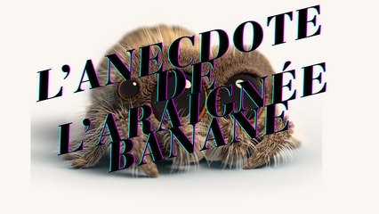 L’anecdote de l’araignée-banane !