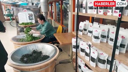 ÇAYKUR'un Mini Fabrikası, Yerli ve Yabancı Turistlerin İlgisini Çekiyor