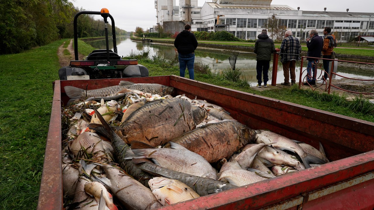 « Je me demande ce qu’il se passe » : dans le canal du Loing, une hécatombe de poissons