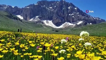 Bu bitki Dünya'da sadece Tunceli'de yetişiyor