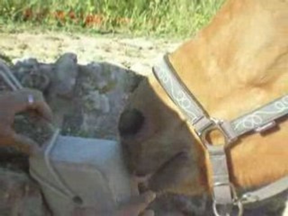 La pierre , Le Licol et la jument .  . . . et moi  xD