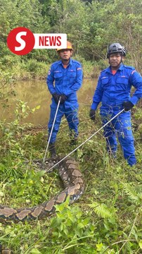 Python captured after swallowing goat in Kedah