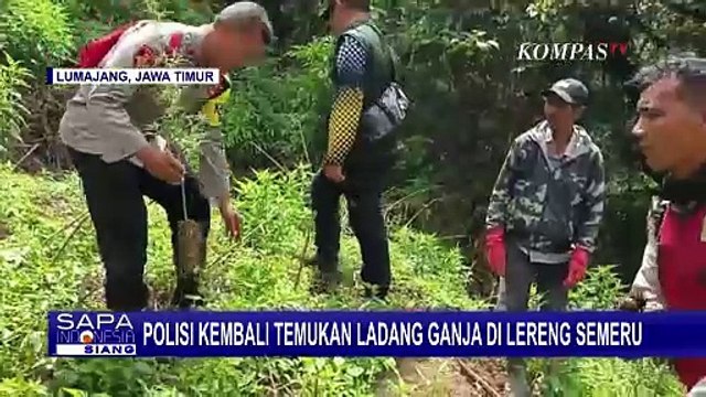 Tak Habis-Habis, Polisi Musnahkan 4.334 Batang Tanaman Ganja di Taman Nasional Bromo Tengger Semeru
