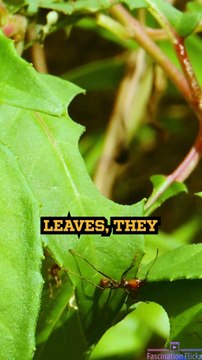 The Remarkable Farming Skills of Leafcutter Ants!