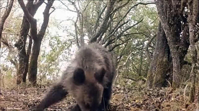 Parco Nazionale d'Abruzzo, mamma orsa con gli orsetti mangia le pere selvatiche