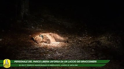 Parco nazionale d'Abruzzo, orsa liberata dal laccio di un bracconiere