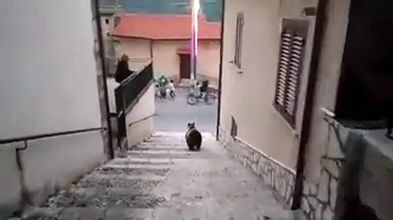 San Sebastiano dei Marsi, alla festa del paese spunta l?orsa Amarena