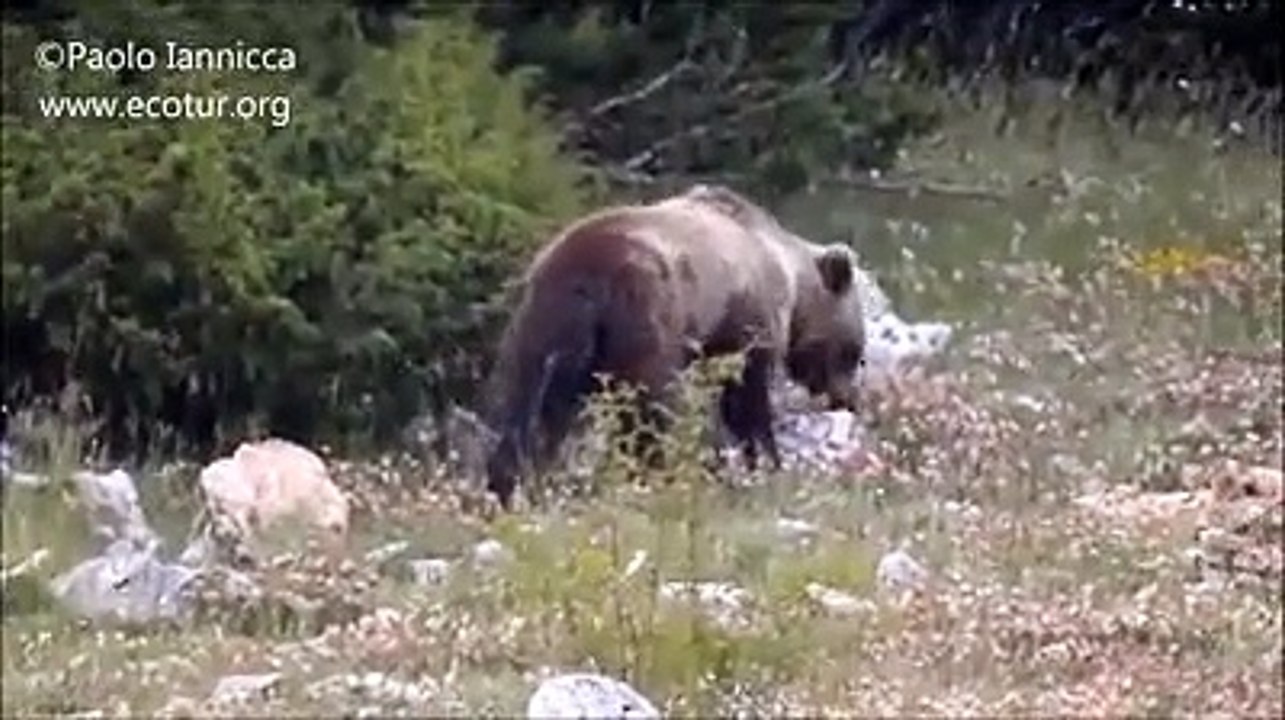 Pescasseroli, il pasto dell'orso a base di larve e insetti