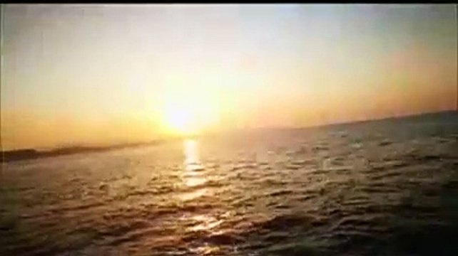 Decine di delfini al largo di Pescara: E' qualcosa di meraviglioso