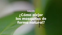 ¿Cómo alejar los mosquitos de forma natural?