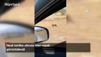 Burdur'da nesli tehlike altında olan vaşak görüntülendi