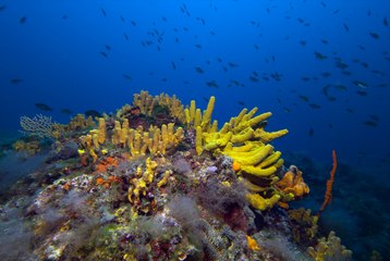 Ayvalık'ın göz kamaştıran su altı zenginlikleri görüntülendi