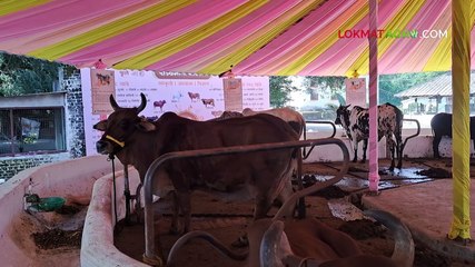 गोधन ओळख भाग ९ मराठवाड्यातील प्रसिद्ध देवणी गाय