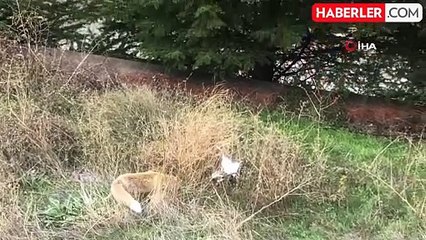 Gümüşhane'de Gündüz Vakti Tilki Oyunu