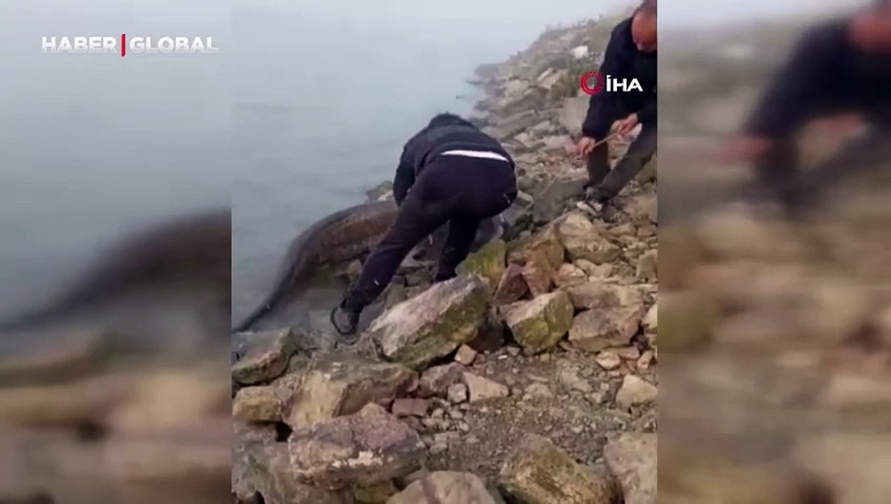 Amatör balıkçıların oltasına şanslı av: 75 kiloluk dev yayın balığını böyle yakaladılar