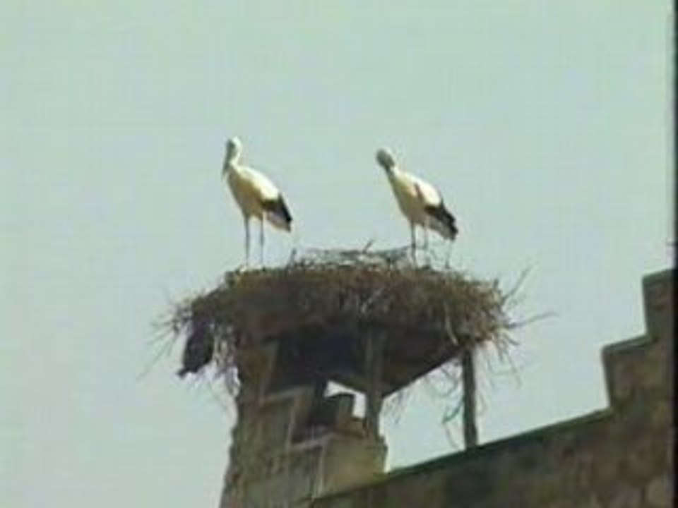 CHLEUH-khenifra,elkbab