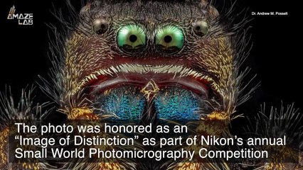 This Magnified Photo of an Ant’s Face Will Give You Nightmares