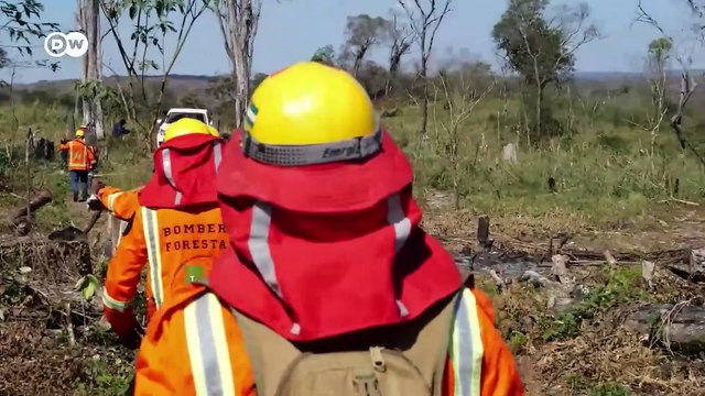 How fires are destroying Bolivia s forests _ DW Documentary