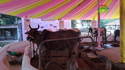 गोधन ओळख भाग  १० विदर्भातील प्रसिद्ध गवळाऊ गाय