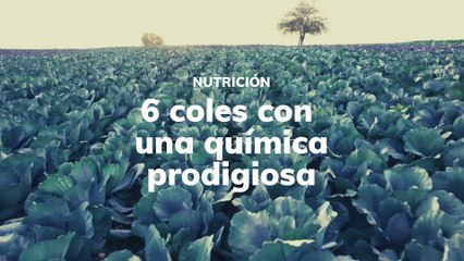6 coles con una química prodigiosa