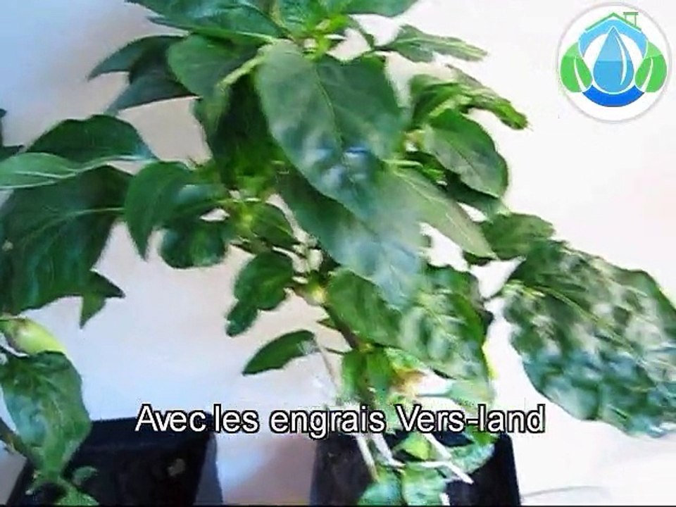 Différence avec et sans engrais Vers-land