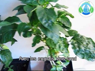 Différence avec et sans engrais Vers-land