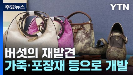[녹색] 가죽·포장재로 무한 변신...'먹는 곰팡이' 버섯의 재발견 / YTN