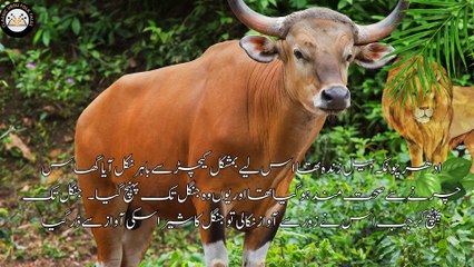 LION AND OX | شیر اور بیل| ANIMAL  STORY  | INTERESTING STORY