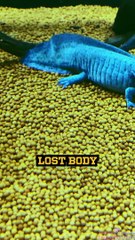 The Miraculous Regeneration of Axolotls!