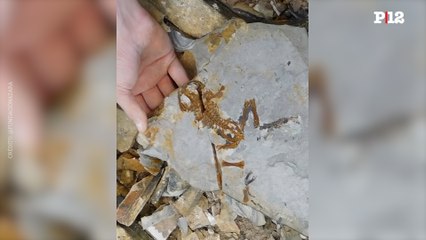 Hallan en Santa Cruz un fósil de 165 millones de años que revela la evolución de las ranas