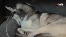Mutter will das Baby beruhigen: Als sie ihren Husky sieht, muss sie laut lachen (Video)