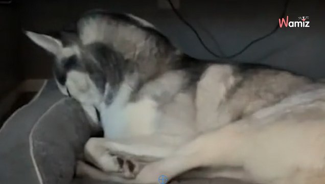 Mutter will das Baby beruhigen: Als sie ihren Husky sieht, muss sie laut lachen (Video)