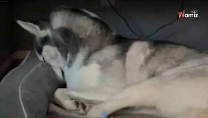 Mutter will das Baby beruhigen: Als sie ihren Husky sieht, muss sie laut lachen (Video)